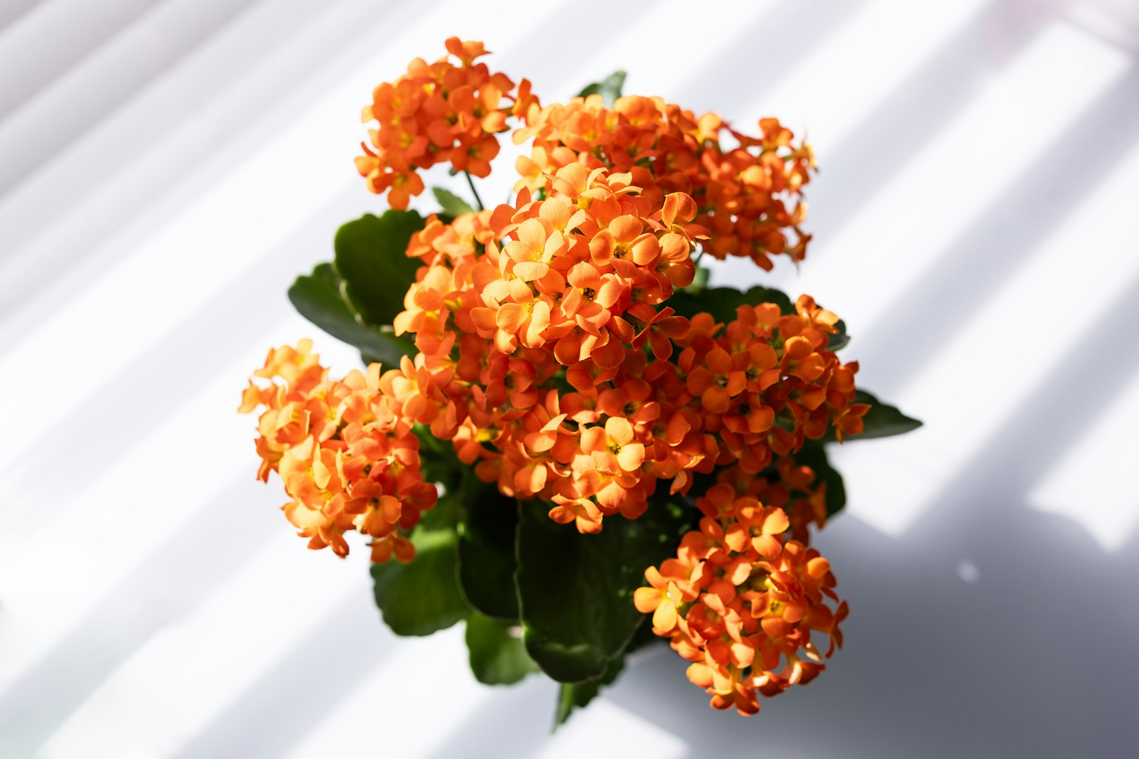 Kalanchoe schneiden – blühendes Flammendes Käthchen im weißen Topf im hellen Streiflicht am Fenster