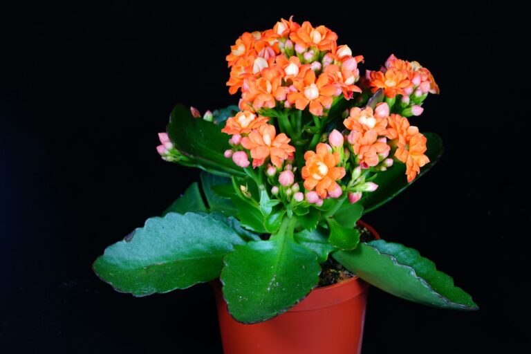Kalanchoe schneiden – kompaktes Flammendes Käthchen mit orangefarbenen Blüten im Topf